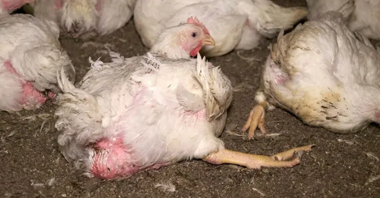 Bild: Getreten, geworfen, misshandelt: Tierquälerei bei Wiesenhof-Zulieferern