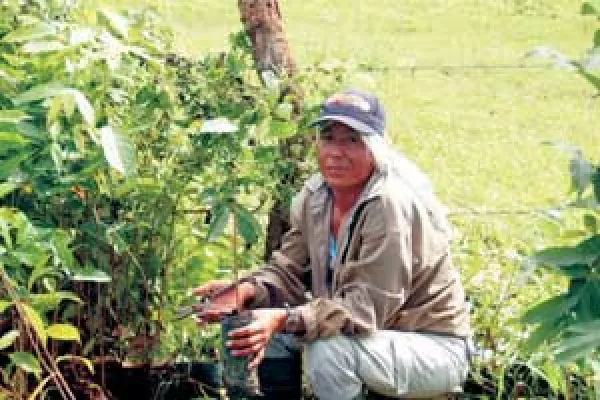 Tag des Baumes: Forest Finance zieht Bilanz – BaumSparen immer beliebter Bild: Tag des Baumes: Forest Finance zieht Bilanz – BaumSparen immer beliebter