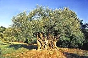 Bild: Auf den Spuren von Bio-Olivenöl und Bio-Wein im süditalienischen Unesco-Weltkulturerbe Cilento