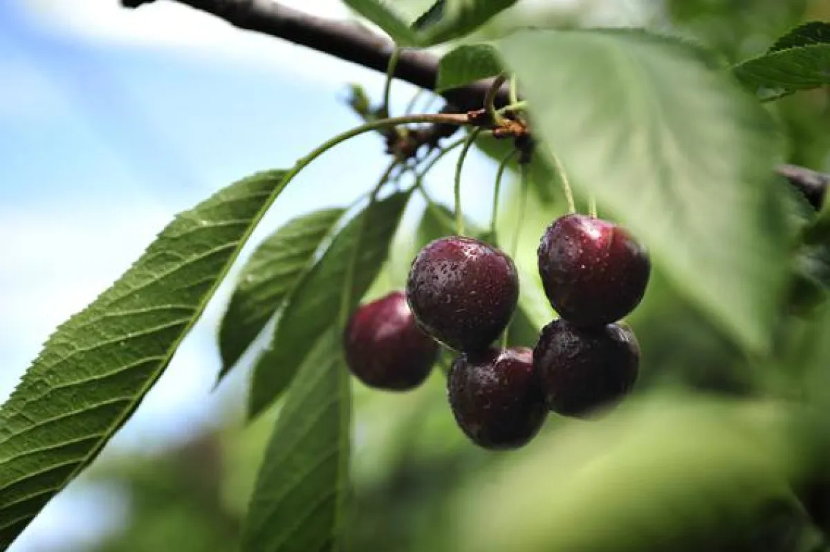 SanLucar Kirschen sind ein leckerer und gesunder Sommersnack. (Copyright: SanLucar)