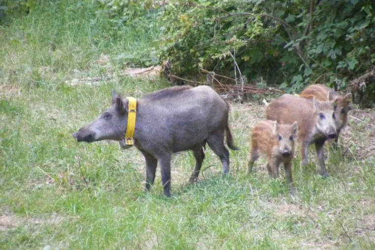 Bild: Das Erfolgsgeheimnis der Berliner Wildschweine: Ein Leben ohne Angst