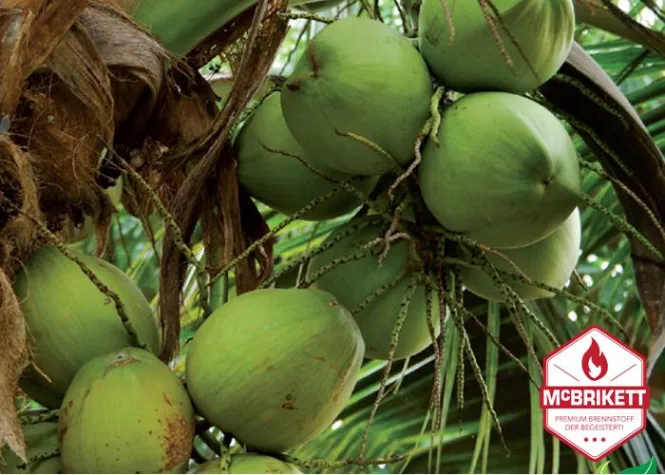 Bild: Die Kokospalme - Der Baum des Lebens