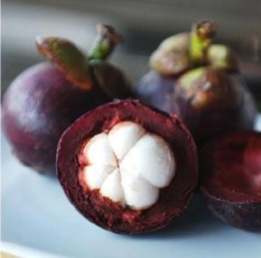Die Mangosteen Frucht