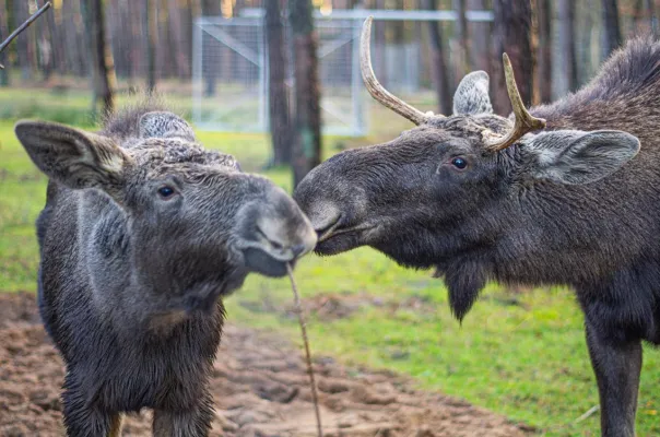 Elchgesellschaft für Elchbulle Hans-Jürgen im Wildpark Müden Bild: Elchgesellschaft für Elchbulle Hans-Jürgen im Wildpark Müden