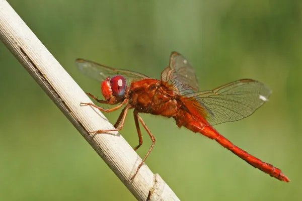Bild: Insekten: Superhelden auf sechs Beinen