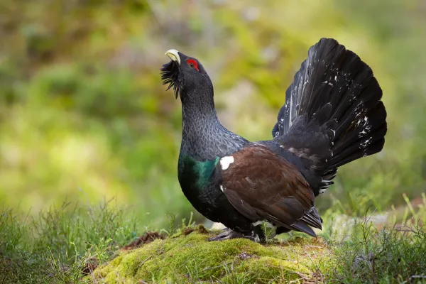 Auerhuhn-Monitoring in Bayern: Viele Nachweise, deutliche regionale Unterschiede Bild: Auerhuhn-Monitoring in Bayern: Viele Nachweise, deutliche regionale Unterschiede