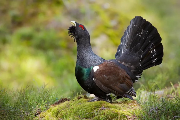 Bild: Auerhuhn-Monitoring in Bayern: Viele Nachweise, deutliche regionale Unterschiede