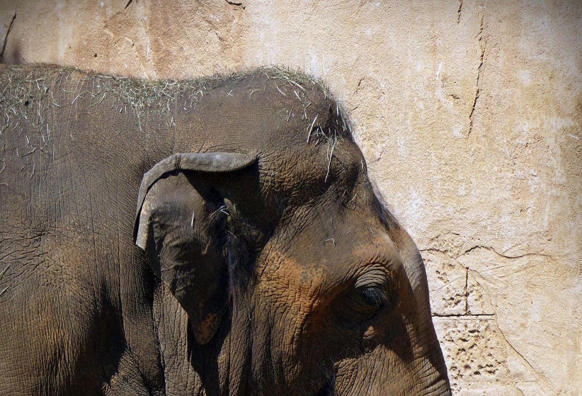 Lokale KI mit Langzeitgedächtnis: Ollama trifft Qdrant auf dem Mac