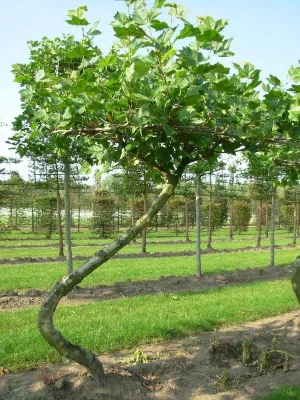 Bild: Gartentrends 2012 - Die Trends für Ihren Garten in 2012