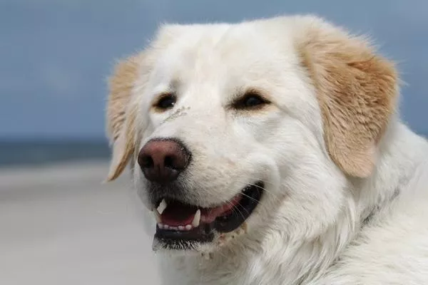 Bild: Hundegezwitscher