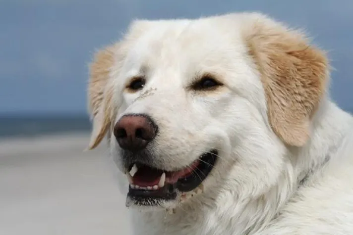 Hundegezwitscher Bild: Hundegezwitscher