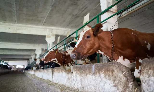 Bild: Die Anforderungen an die Milchwirtschaft in den nächsten Jahre