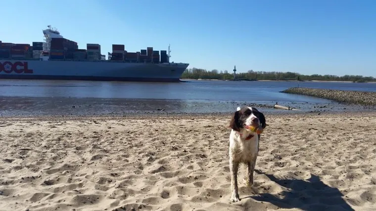 Bild: Tierschutzpartei Hamburg spricht sich gegen "Fahrrad-Autobahn" am Elbstrand aus