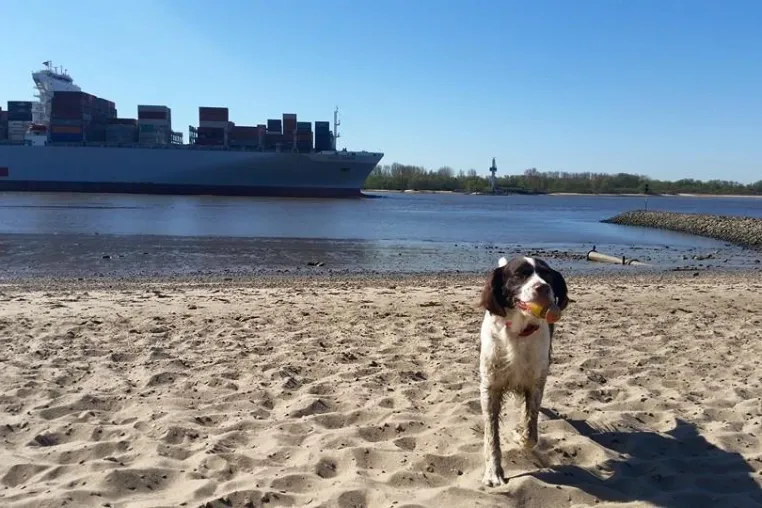 Bild: Tierschutzpartei Hamburg spricht sich gegen "Fahrrad-Autobahn" am Elbstrand aus