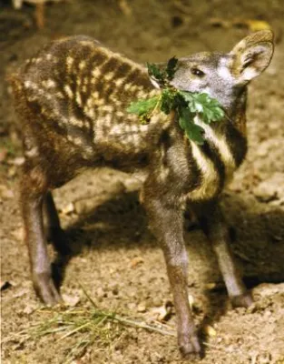 Bild: MYPARFUEM GMBH UNTERSTÜTZT DEN MOSCHUSHIRSCH