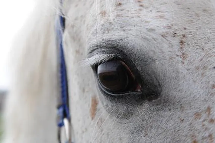 Mit Pferdestärke zu mehr Selbstvertrauen Bild: Mit Pferdestärke zu mehr Selbstvertrauen