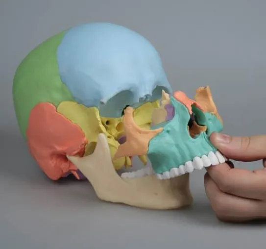 Bild: Gesprengter Schädel als Modell für die Osteopathie vorgestellt