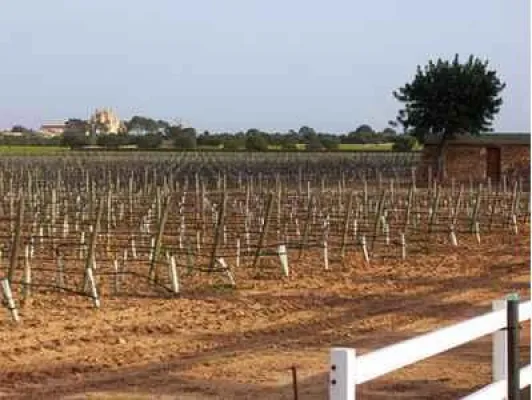 Bild: Wein Mallorca - Bodega Bordoy - Reben vor filmreifer Kulisse