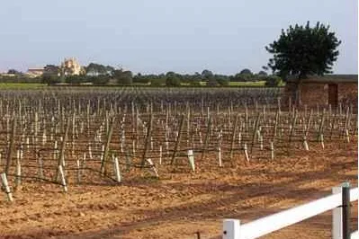 Bild: Wein Mallorca - Bodega Bordoy - Reben vor filmreifer Kulisse