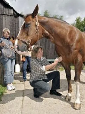 Erstimpfung eines Freizeitpferdes gegen das West-Nil-Virus in Deutschland Bild: Erstimpfung eines Freizeitpferdes gegen das West-Nil-Virus in Deutschland
