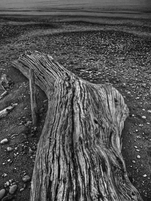 Bild: Von der Sehnsucht der Bäume zur See - MegaMikado am Pazifik