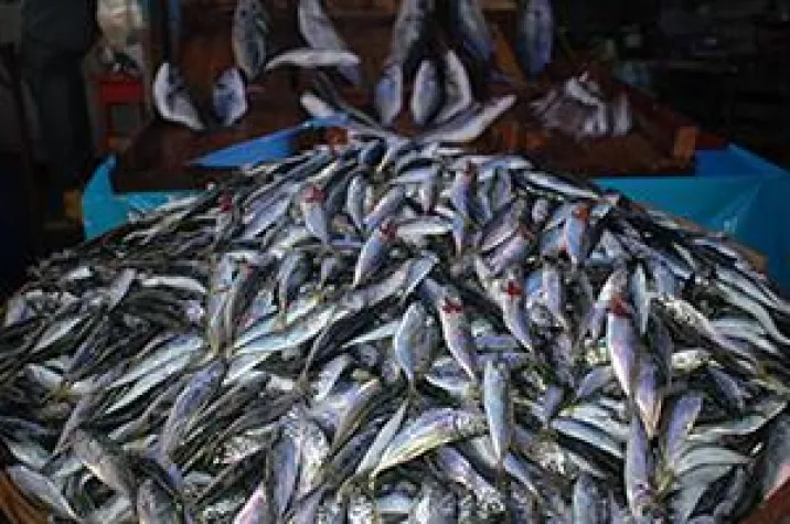 Omega-3-Fettsäuren bei zu hohem Cholesterin Bild: Omega-3-Fettsäuren bei zu hohem Cholesterin