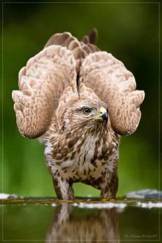 Bild: Fotokurs - Einstieg in die Tierfotografie