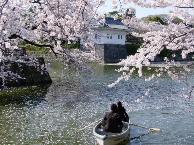 Bild: Sakura - Die Zeit der Kirschblüte in Japan