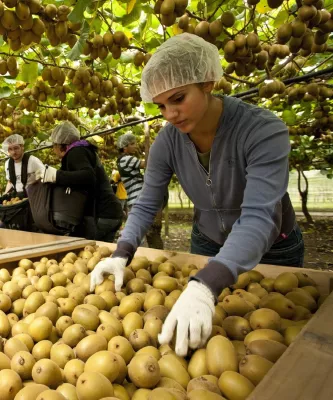 Bild: Zespri® Kiwi: Europäische Ernte mit starkem Mengenwachstum