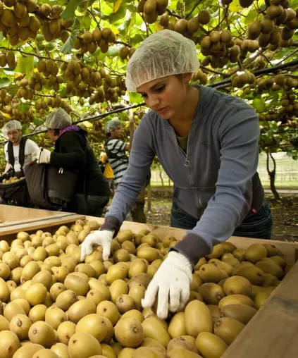 Zespri® Kiwi: Europäische Ernte mit starkem Mengenwachstum Bild: Zespri® Kiwi: Europäische Ernte mit starkem Mengenwachstum