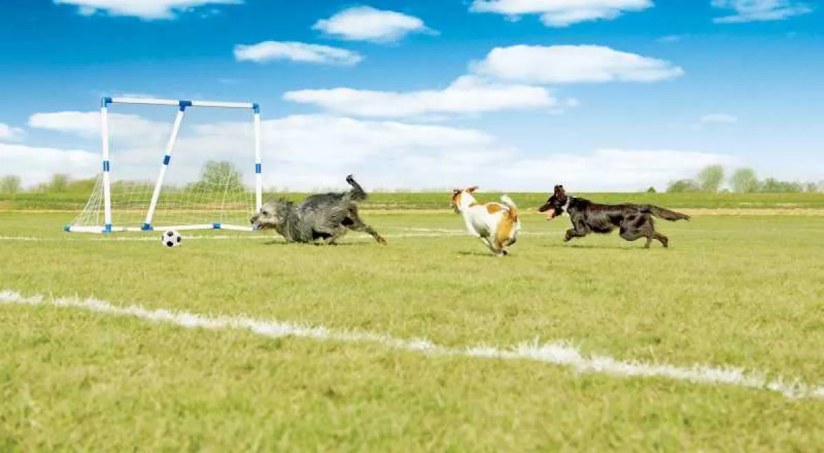 Kickende Haustiere: Hunde sind schnell, wendig und ausdauernd, eine Mischung aus brasilianischem Ballkünstler und deutschem Kraftfußballer. (Foto: Fressnapf)