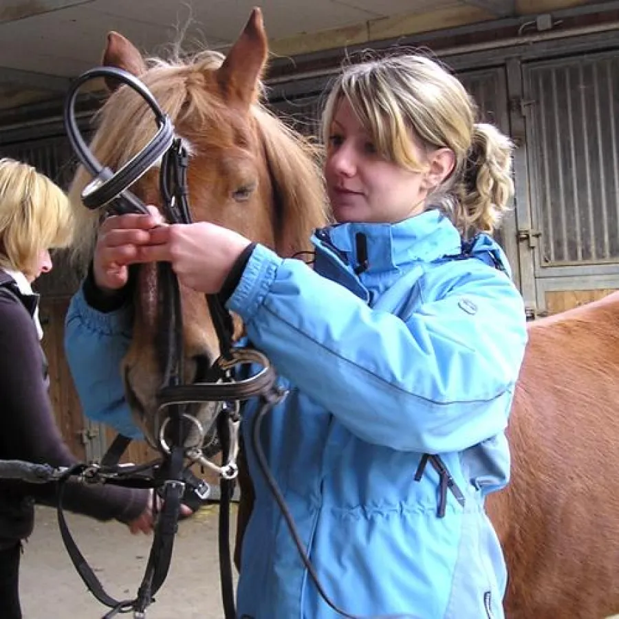Auch das Auftrensen der Pferde lernten die Kursteilnehmer schnell