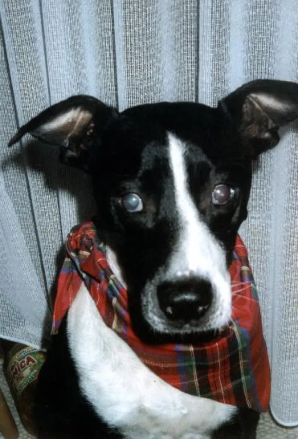 Hundewelpen gehören nicht in den Zoohandel