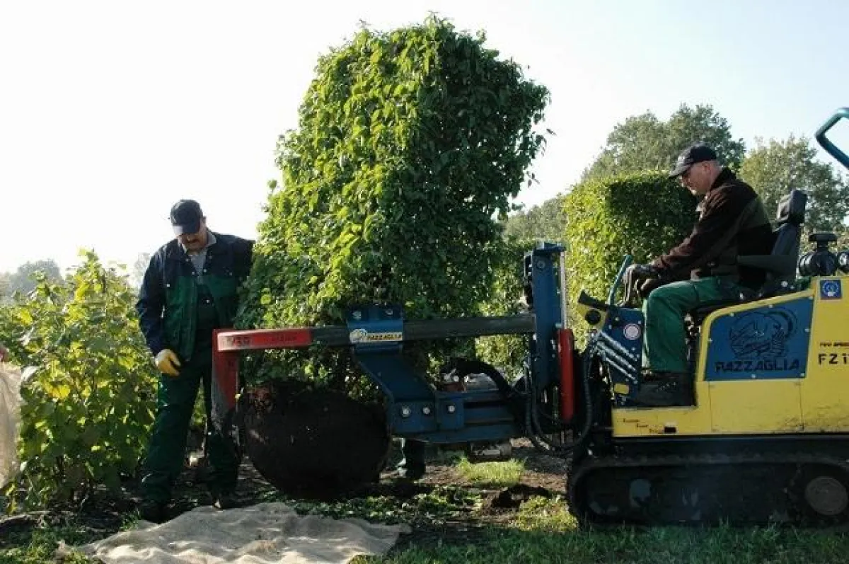 Den Wert erkennen ? Grün in Baumschulen; hier ein fertiges Hecken-, Sichtschutz- oder Dekoelement geht auf Reisen