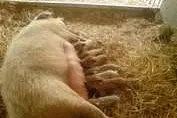 Bild: Mangalitza - ein bekanntes Tier