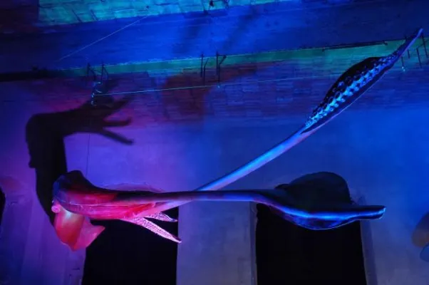 Bild: Dresdner Riesenkalmar noch ohne Namen