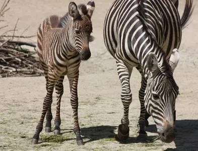 Bild: Sprunggewaltige Streifenschönheit im Erlebnis-Zoo Hannover