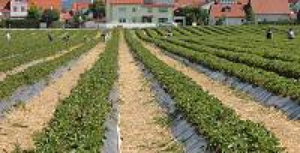 Beerige Zeiten stehen ostbayernweit vor der Tür. (Foto: S+B Baumann GmbH)