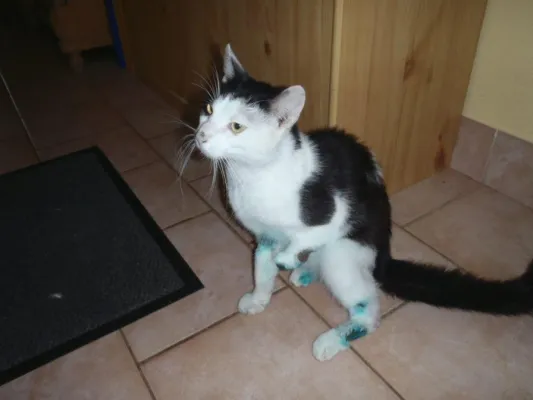 Bild: Kater unter Mähdrescher - von Schlossermeister Michael Bübl gerettet