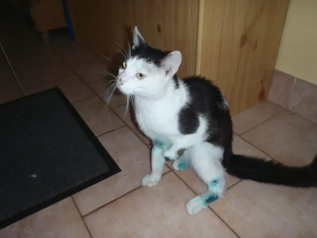 Bild: Kater unter Mähdrescher - von Schlossermeister Michael Bübl gerettet