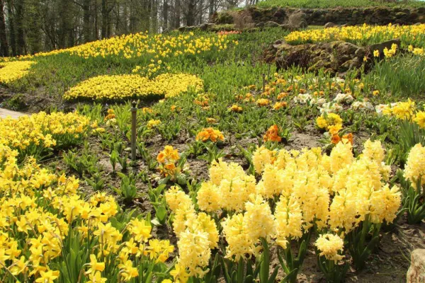 Bild: Endlich Frühling – Blütenpracht im NaturaGart Park