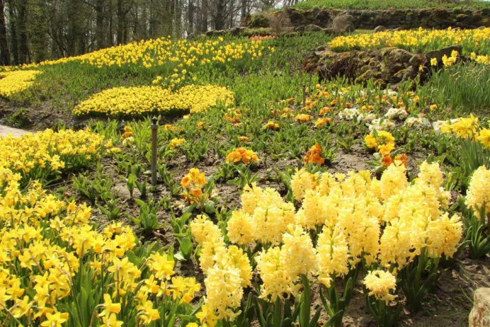 Endlich Frühling – Blütenpracht im NaturaGart Park Bild: Endlich Frühling – Blütenpracht im NaturaGart Park
