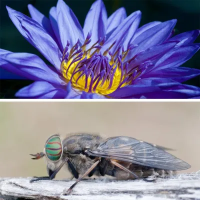 Bild: 4-stündiges Kurz-Fotoseminar „Makrofotografie“ in Berlin