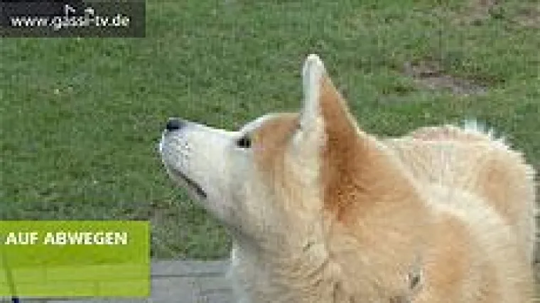 Bild: Der Akita