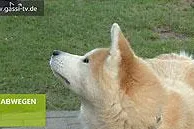 Bild: Der Akita