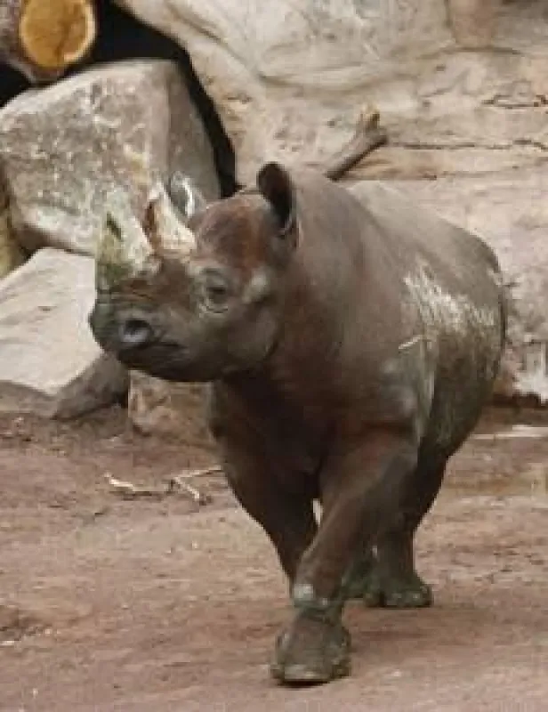 Nashornbulle Madiba