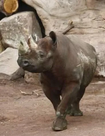 Tête-à-tête bei den Spitzmaulnashörnern im Erlebnis-Zoo Hannover Bild: Tête-à-tête bei den Spitzmaulnashörnern im Erlebnis-Zoo Hannover