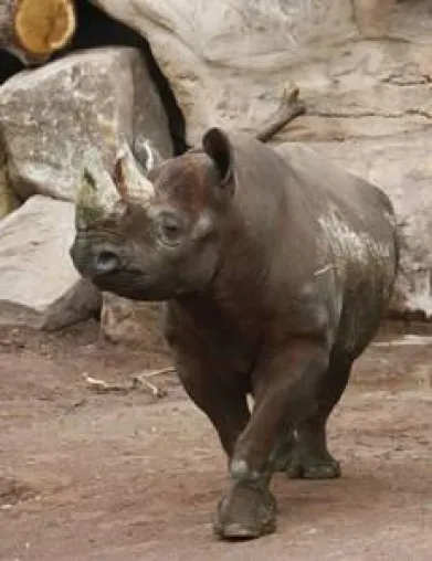 Bild: Tête-à-tête bei den Spitzmaulnashörnern im Erlebnis-Zoo Hannover