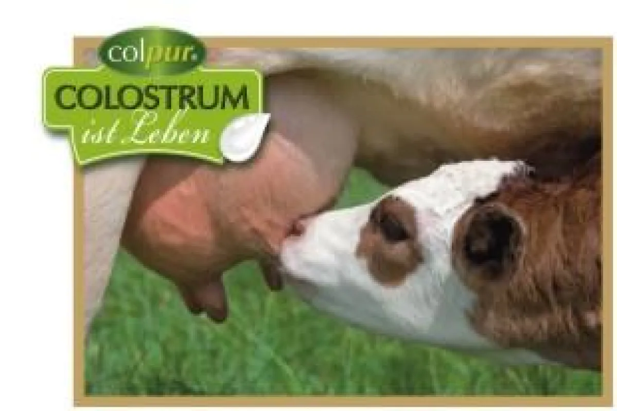 Colpur-Kälbchen