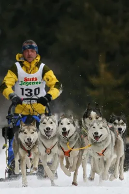 Hartl’s Jagertee sponsert 35. Schlittenhunderennen im Sauerland Bild: Hartl’s Jagertee sponsert 35. Schlittenhunderennen im Sauerland
